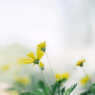 “鲜花经济”为绿色发展增色添香